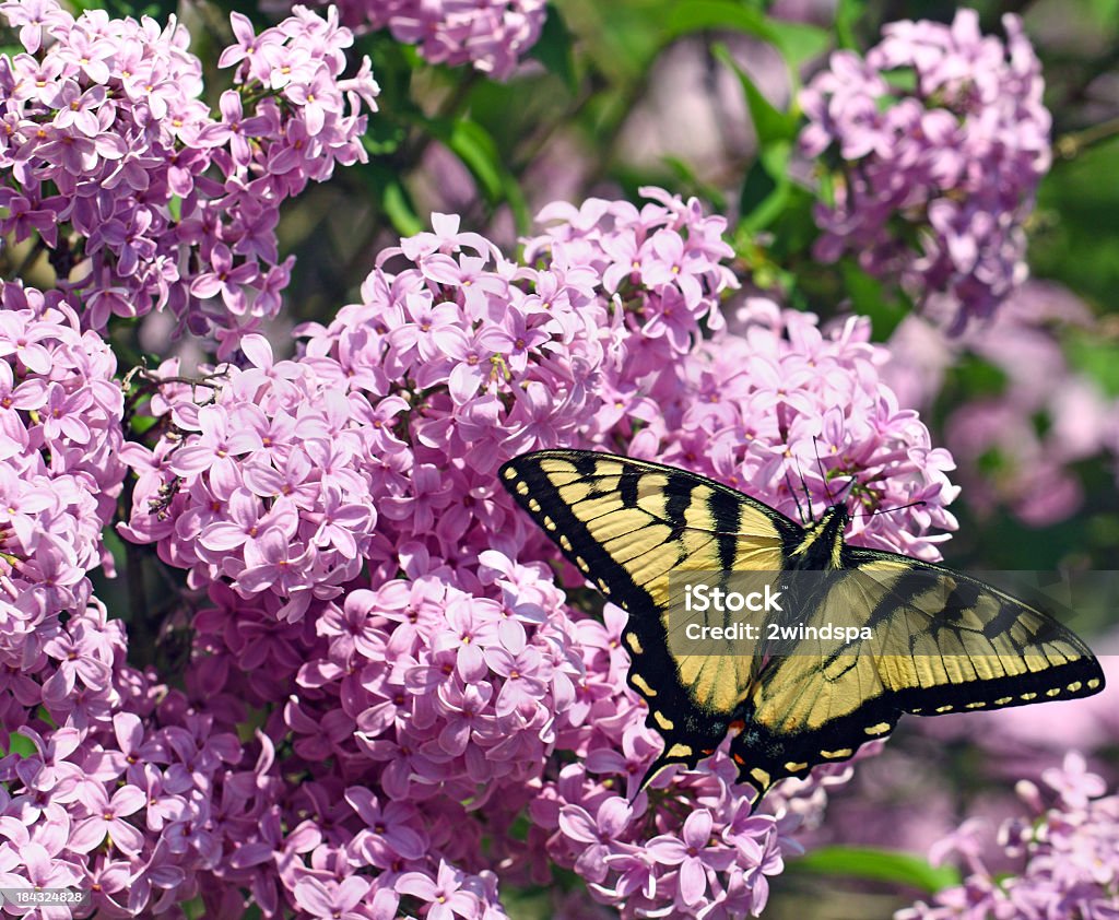 Borboleta Rabo de andorinha-tigre-amarelo - Royalty-free Amarelo Foto de stock