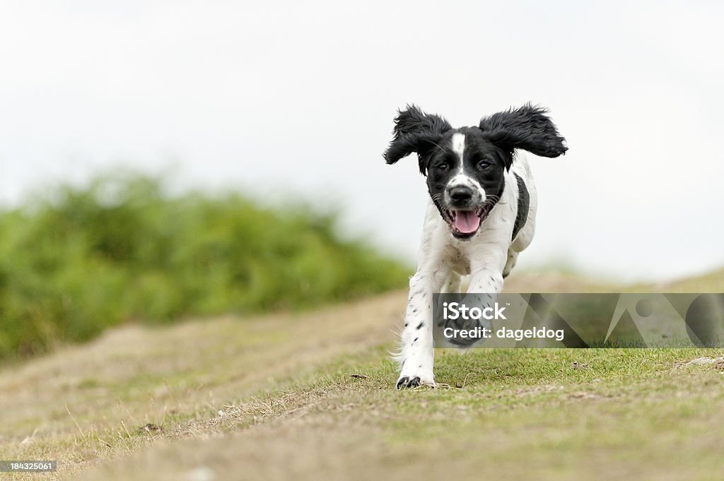 young,free and happy young spaniel puppy enjoying a run in the countryside Running Stock Photo