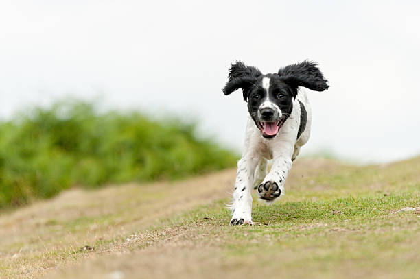 young,free and happy young spaniel puppy enjoying a run in the countryside cocker spaniel stock pictures, royalty-free photos & images