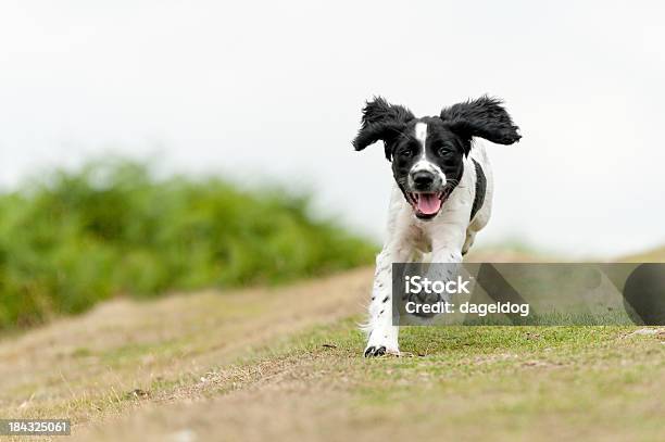 Youngfree And Happy Stock Photo - Download Image Now - Running, Dog, Puppy