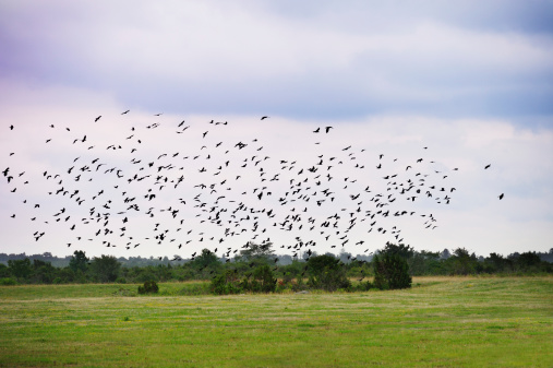 Medium sized flock of birds taking of and flying against cloudy sky.