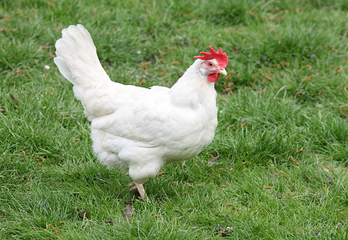 healthy white organic chicken breed, Ayam Cemani, Bresse Gauloise, on a green meadow with juicy grasses. Species-appropriate husbandry, laying hens in nature.