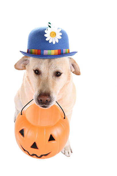 istock Yellow Lab Trick or Treater 184325532