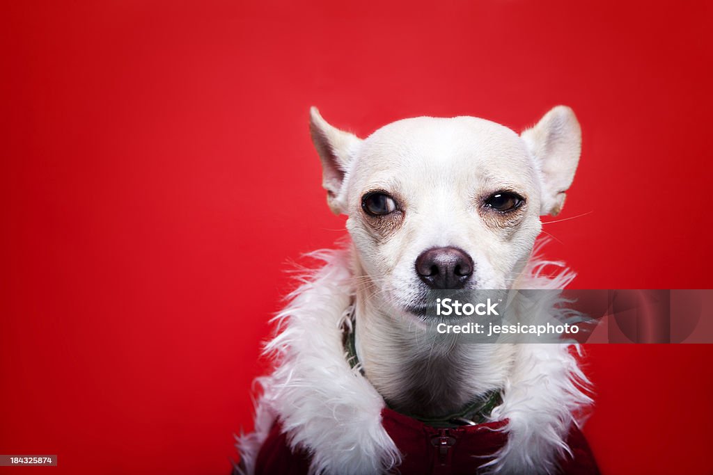 Espiègle liste Chihuahua. Chien de Noël Humour - Photo de Animaux de compagnie libre de droits