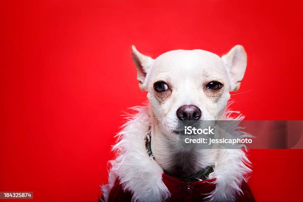 Naughty Lista Chihuahua Natal Cão Humor - Fotografias de stock e mais imagens de Alegria - Alegria, Animal, Animal de Estimação