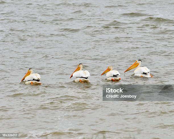 Pelicanobrancoamericano Chamase Pelenacus Erythrorhynchos Dakota Do Norte - Fotografias de stock e mais imagens de Animal