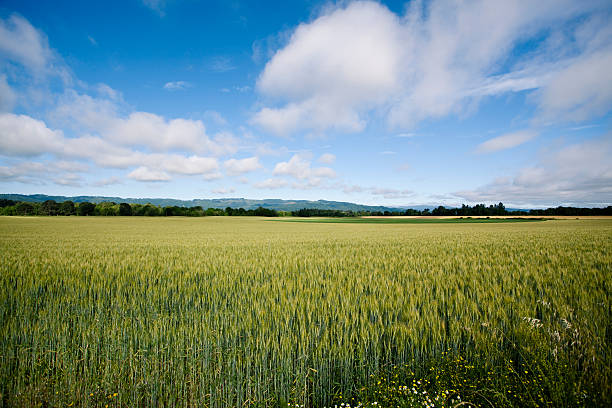 A large open green wheat field showing sky and clouds.