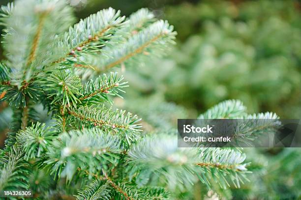 Albero Di Natale Sfondo - Fotografie stock e altre immagini di Abete - Abete, Ago - Parte della pianta, Albero