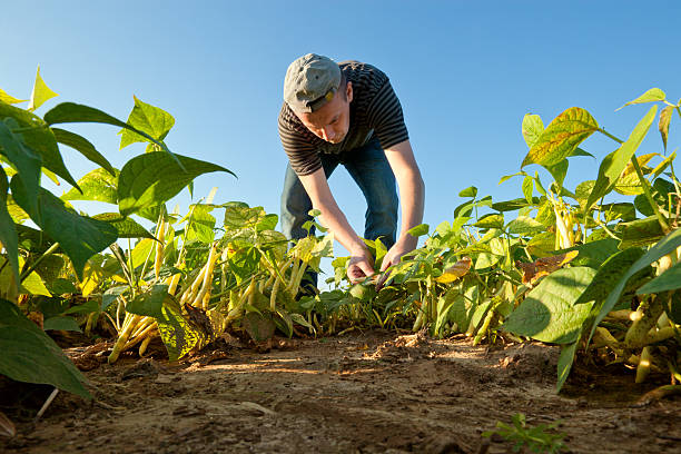 istock Farmer on the field collects ripe beans 184326348