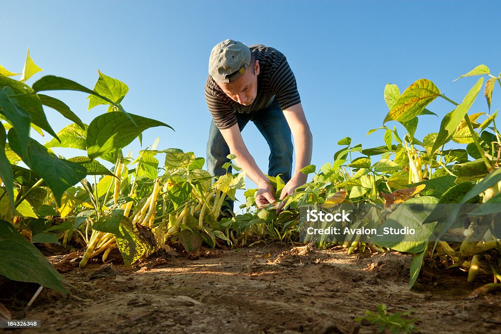 Farmer on the field collects ripe beans Bean harvest Agricultural Field Stock Photo