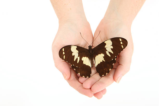 istock Brown Butterfly Cupped In Hands 184326454