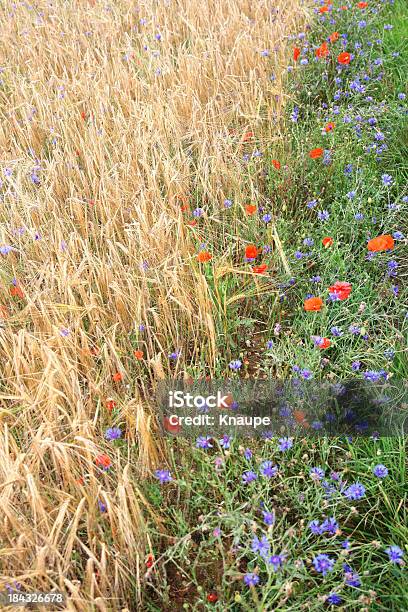 Borde De Cebada Campo Con Flores Silvestres Foto de stock y más banco de imágenes de Aciano - Aciano, Agricultura, Aire libre