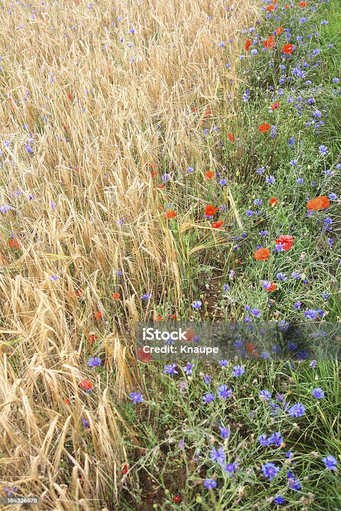 Вид,-поле с wildflowers - Стоковые фото Без людей роялти-фри