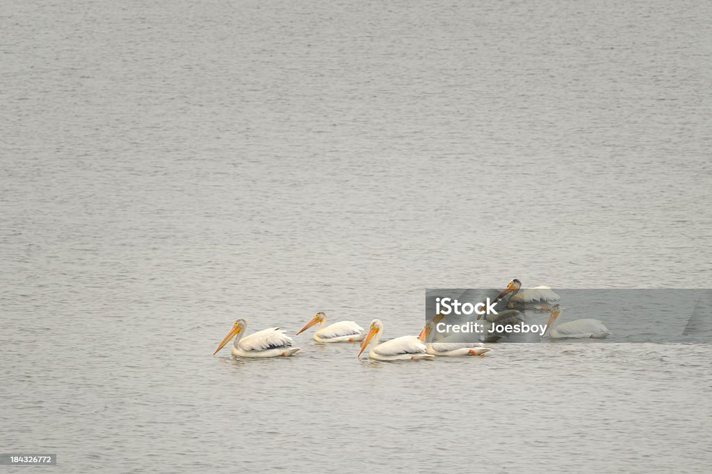 Amerykański biały Pelikan, odmiana pelikana erythrorhynchos, w Stan Dakota Północna - Zbiór zdjęć royalty-free (American White Pelican)