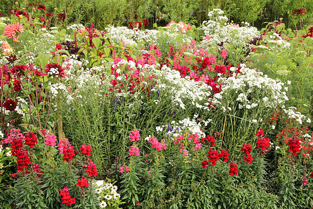 Flower garden in summer