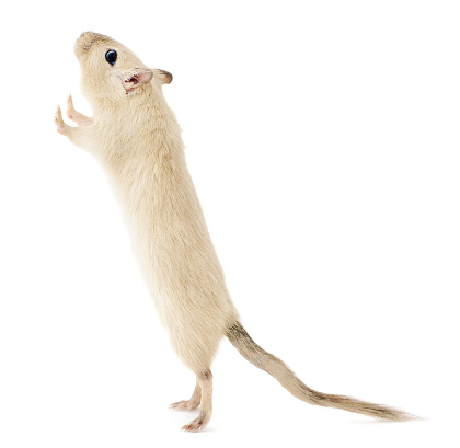 Beige pet gerbil standing upright on its hind legs looking up with curious expression, isolated on white background