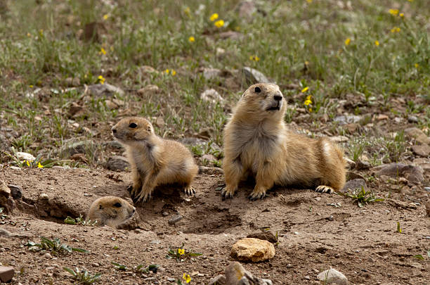 istock Adult Prairie dog with  young 184327368