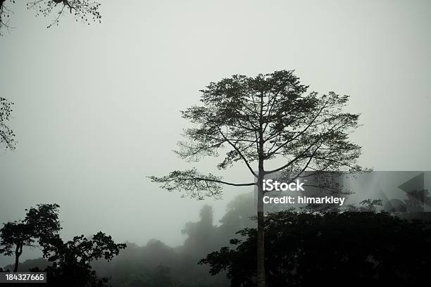 트리를 아침입니다 Mist 0명에 대한 스톡 사진 및 기타 이미지 - 0명, 고요한 장면, 나무