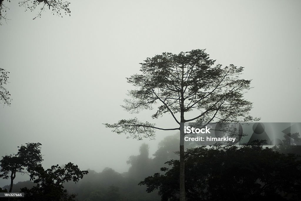 Drzewo w mgły rano - Zbiór zdjęć royalty-free (Afryka)