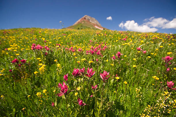 istock wildflower rocky mountain landscape 184328228