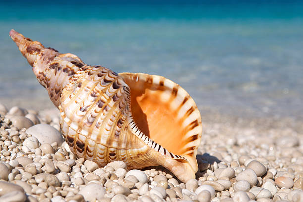 Orange triton shell with strong tiger markings stands upright on bright smooth pebble Mediterranean beach