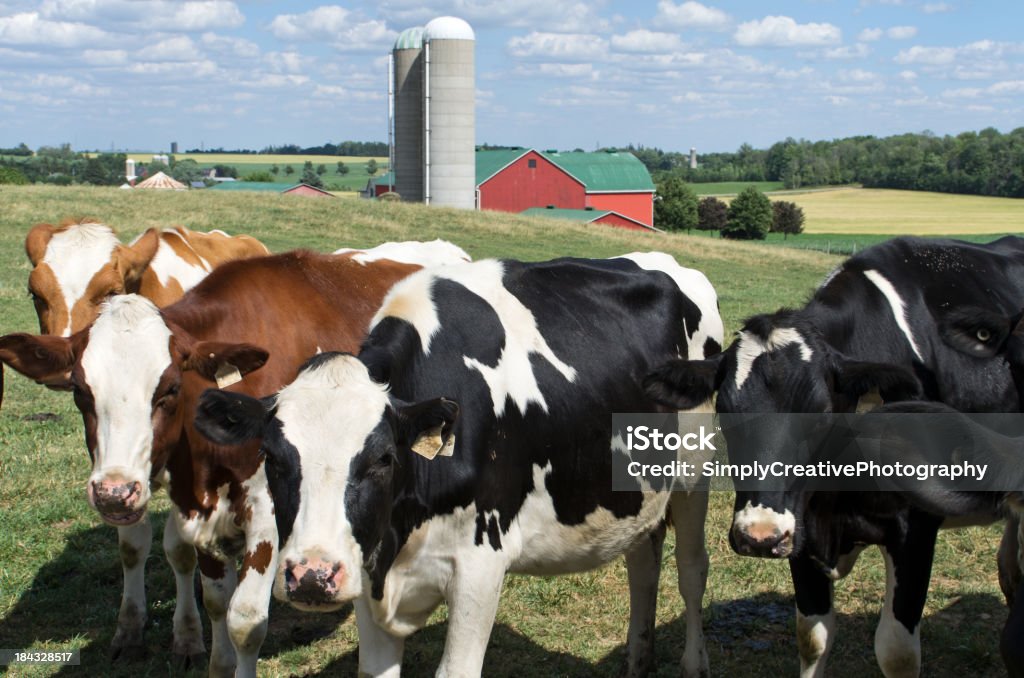 Mucche al pascolo da Barn - Foto stock royalty-free di Bovino da latte