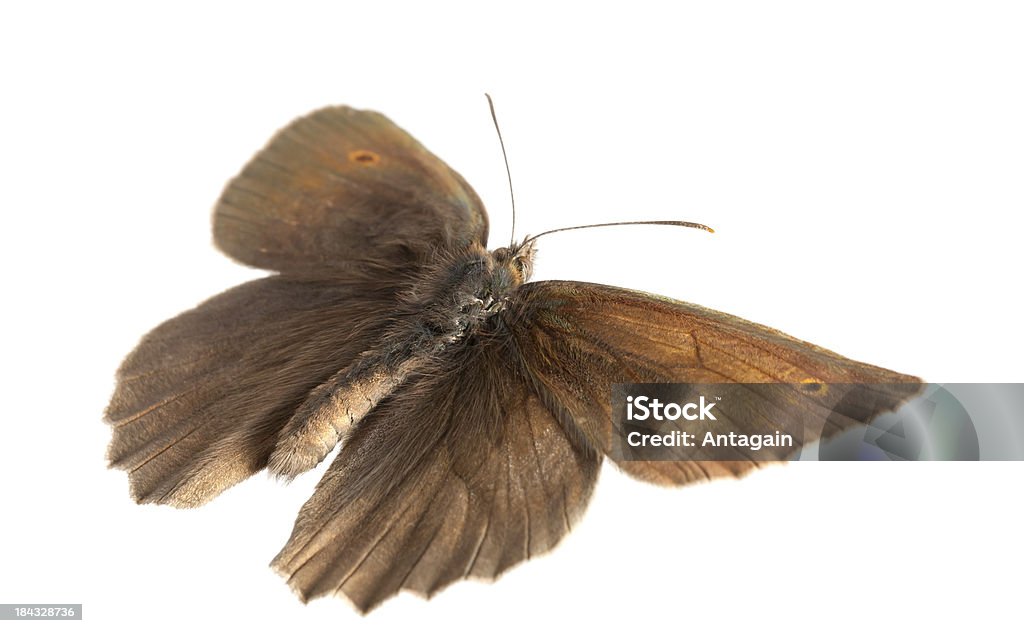 - Schmetterling - Lizenzfrei Braun Stock-Foto