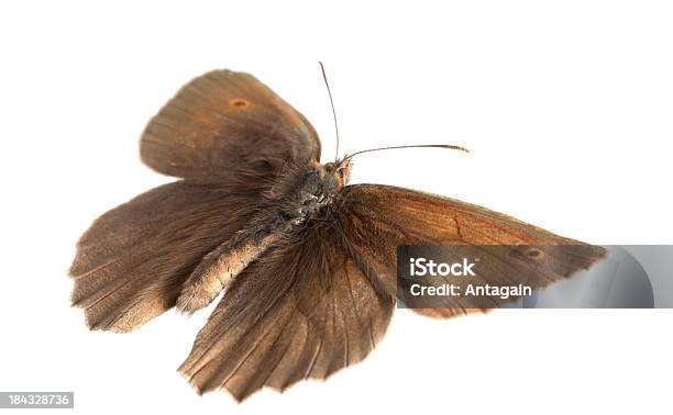 Schmetterling Stockfoto und mehr Bilder von Braun - Braun, Fliegen, Fotografie