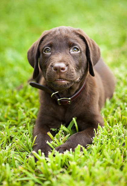 istock Labrador retriever chocolate puppy 184328866