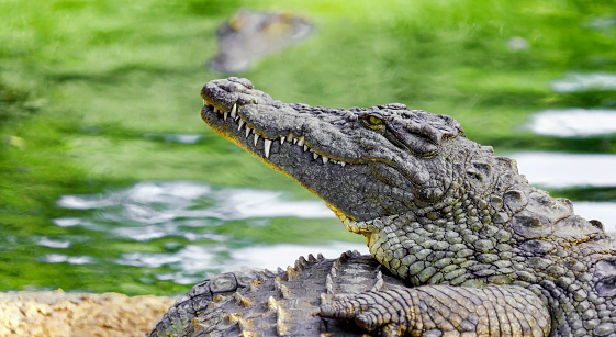 Head of the Nile crocodile in profile close-up.  Crocodile is an ancient predatory reptile lying on the shore against the background of the water surface