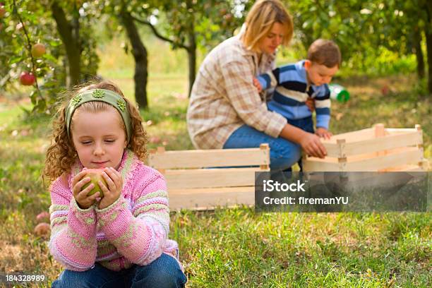 Kleines Familie Sammeln Äpfel Im Obstgarten Stockfoto und mehr Bilder von Agrarbetrieb - Agrarbetrieb, Alleinerzieherin, Apfel