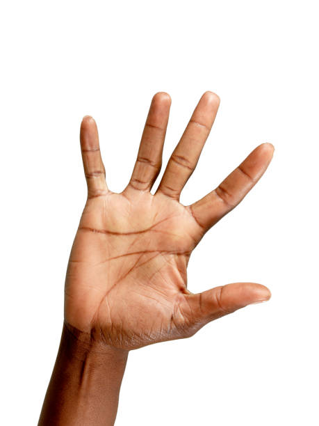 istock Palm of Hand 184329034