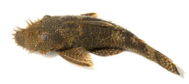 Photo of fish