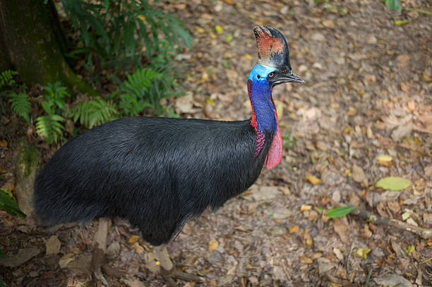 ヒクイドリ鳥 - cassowary australia papua new guinea beak ストックフォトと画像