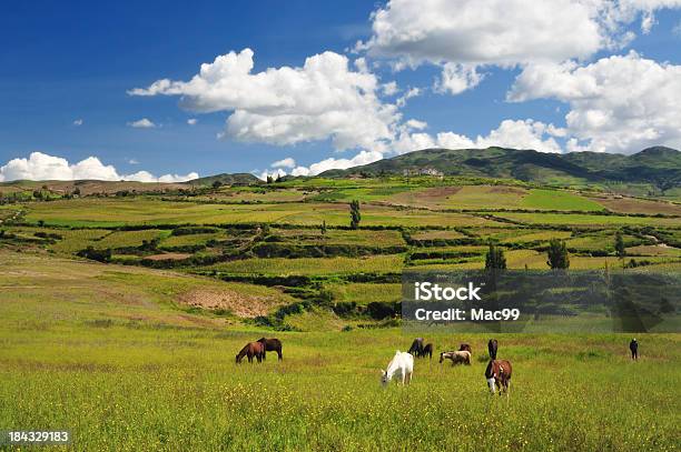 Imbrancare In Perù - Fotografie stock e altre immagini di Perù - Perù, Scena rurale, Agricoltura