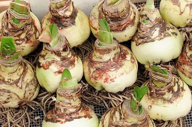 "A large number of amaryllis bulbs for sale at a flower market in Amsterdam, Holland."