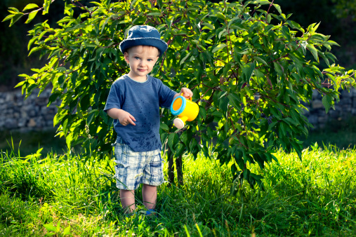 Cute blond hair toddler-age boy waters the the tree with the yellow watering can in grandma's garden. He needs more water to make this tree even bigger.Similar: