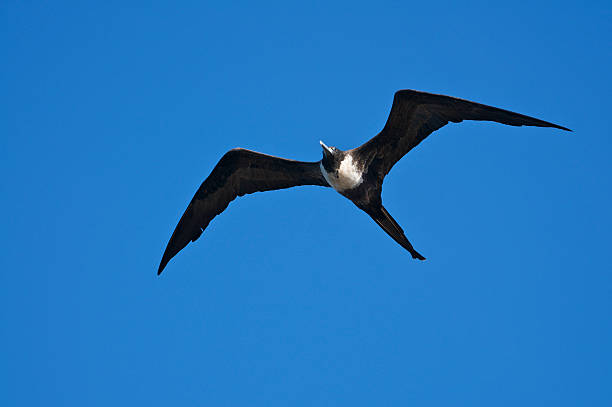istock Sea Bird Spreads its Wings in Blue Sky 184329292