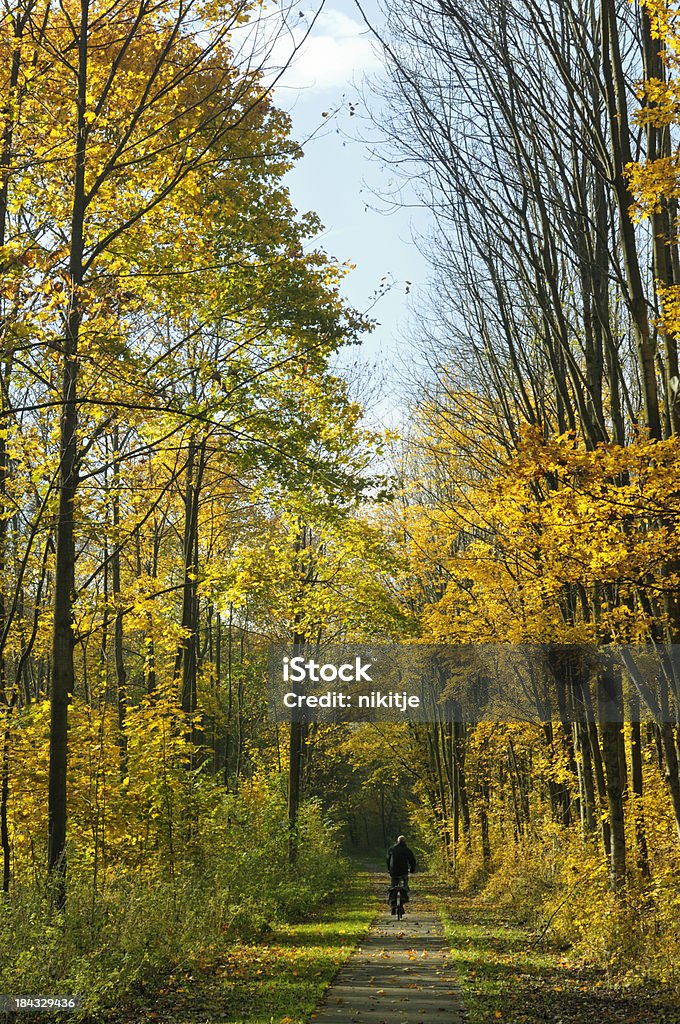 Path in the forest "Man bicycling in the sunny, autumn forest. The Netherlands." Autumn Stock Photo