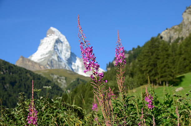 istock Wildflowers near the Matterhorn 184329528