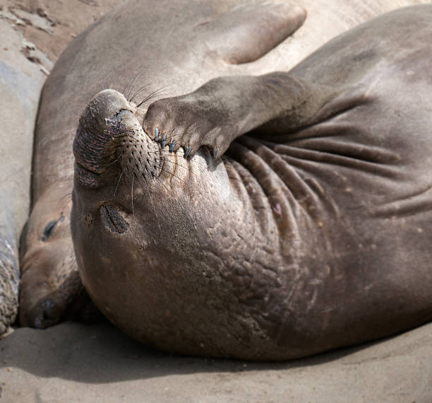 Large make bull Endangered Elephant Seal sleeping on beach with funny trunk nose