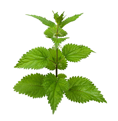 Stinging nettle or common nettle, Urtica dioica.
