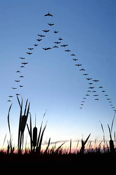 Photo of XXL migrating canada geese