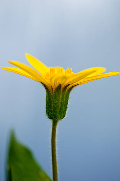 Closeup of an Alpine Sunflower Closeup of an Alpine Sunflower against a plain background. alpine hulsea photos stock pictures, royalty-free photos & images