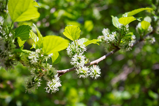 mulberry flower - mulberry bush zdjęcia i obrazy z banku zdjęć