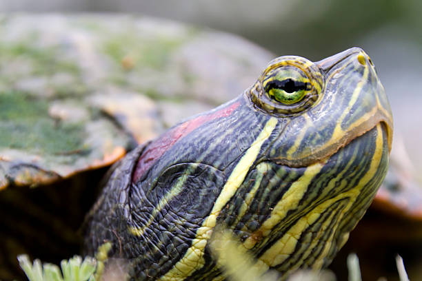 istock This Kansas Elegant Slider Turtle Seems to be Smiling 184329805