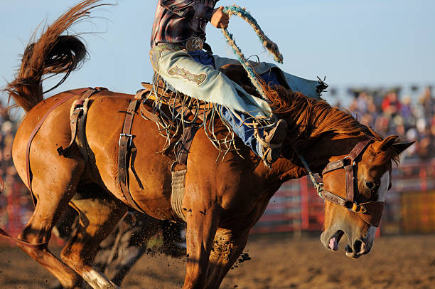 Rodeo Saddle Bronc - Photo