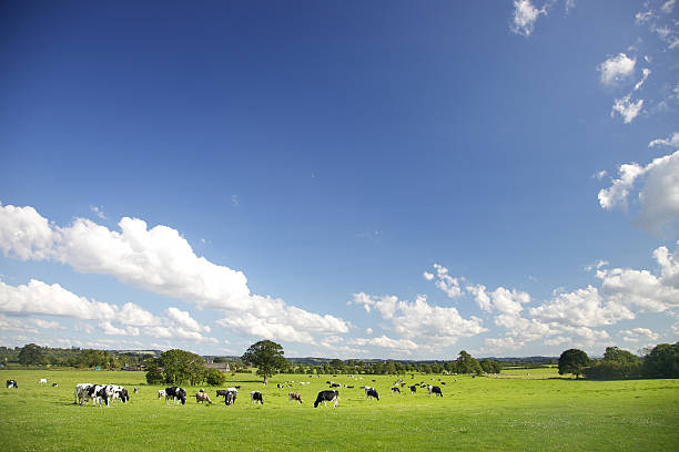 Idyllic Farm Pastures Perfect summer grass fields with cattle grazing under a glorious summer sky. dairy herd stock pictures, royalty-free photos & images