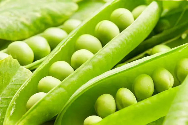 Fresh Green Garden Peas in pods