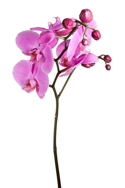 orchid. - orchid simplicity single flower flower - fotografias e filmes do acervo